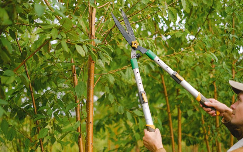 Tree trimming in Bowling Green, KY